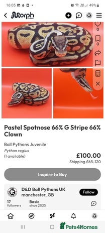 Python Snake reptiles - Advert 2