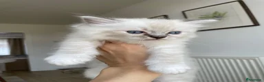 Ragdoll 3
