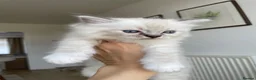 Ragdoll cats for sale: Fluffy Ragdoll kittens, 3 beautiful boys   - Advert 8