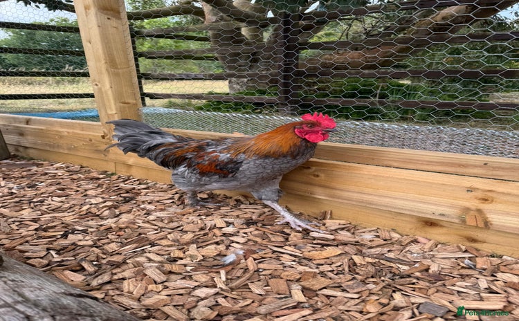 Chickens poultry - Advert 6