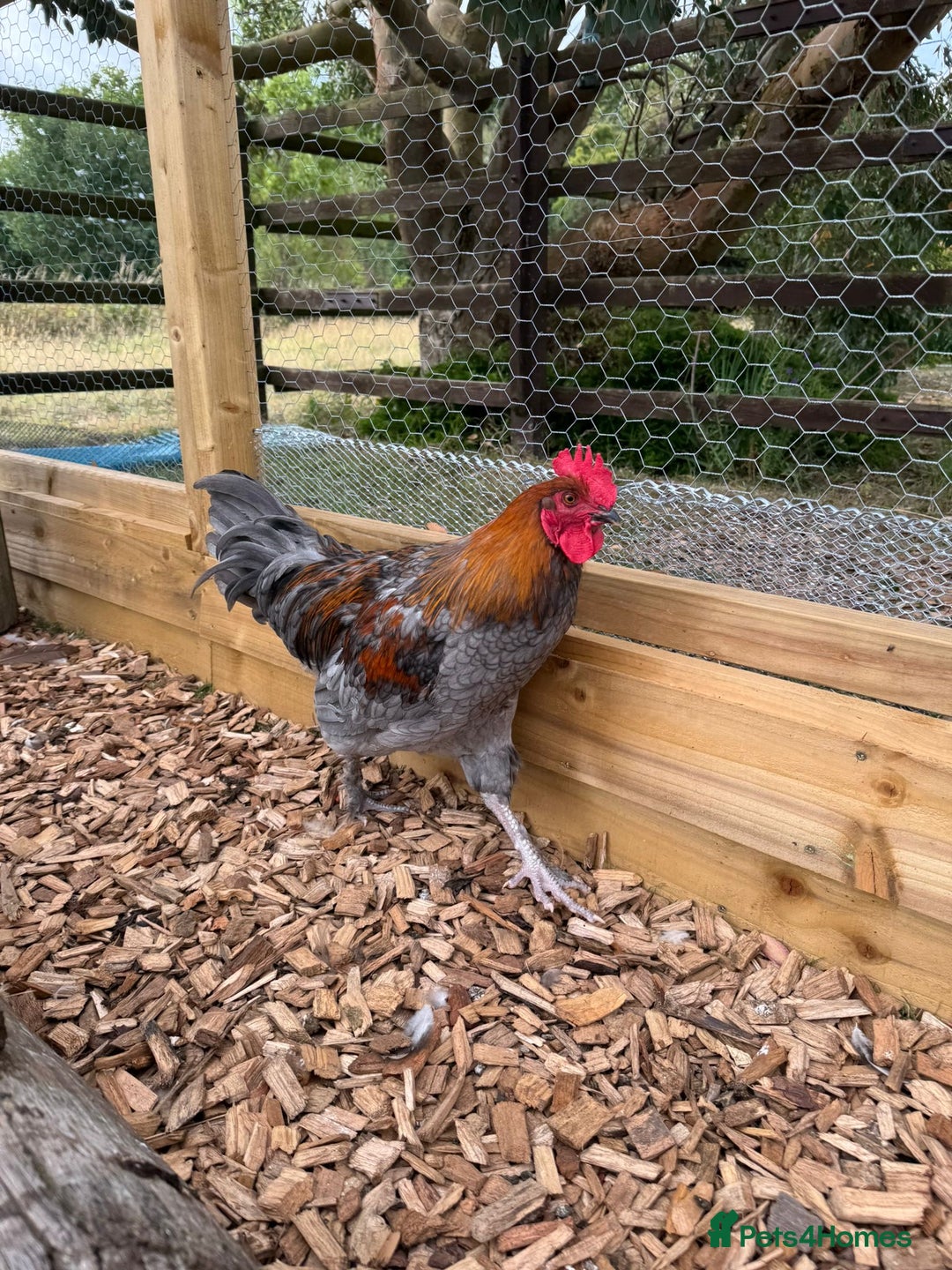 Chickens poultry for sale: Blue Copper Maran - Image 1