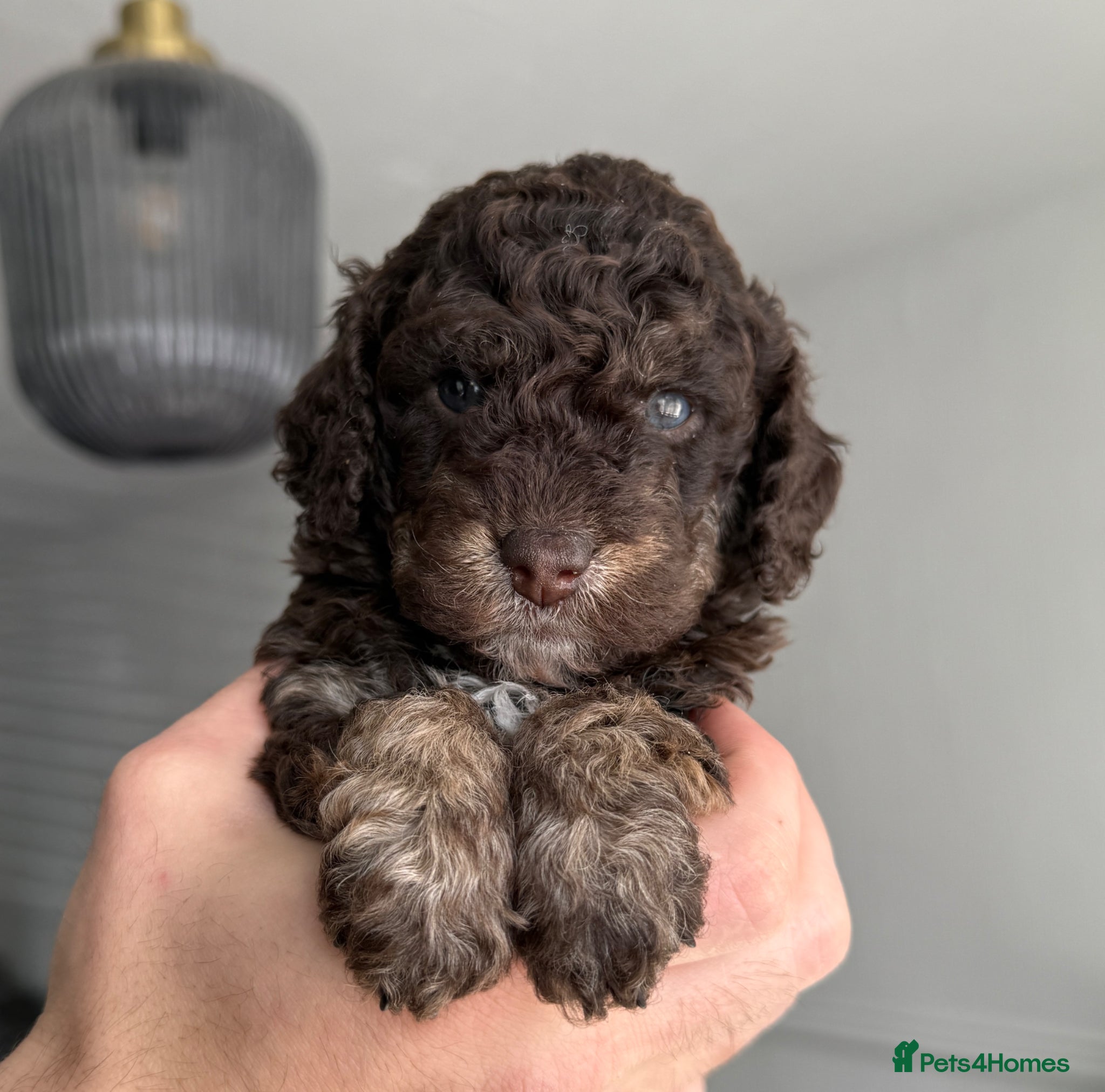 Cockapoo dogs Stunning Merle & phantom cockapoos - one female  - Advert 7