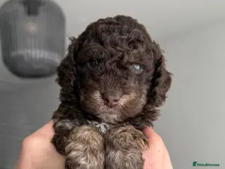 Cockapoo dogs Stunning Merle & phantom cockapoos - one female - Advert 7