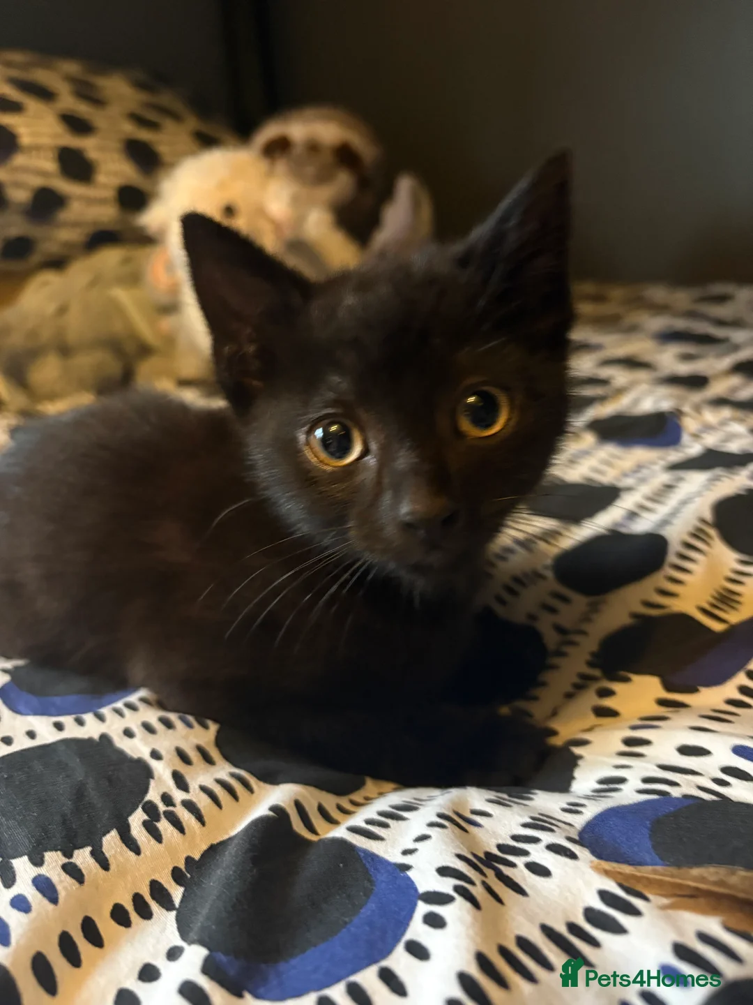 Mixed Breed cats for sale: Beautiful Kittens ready now  - Advert 2