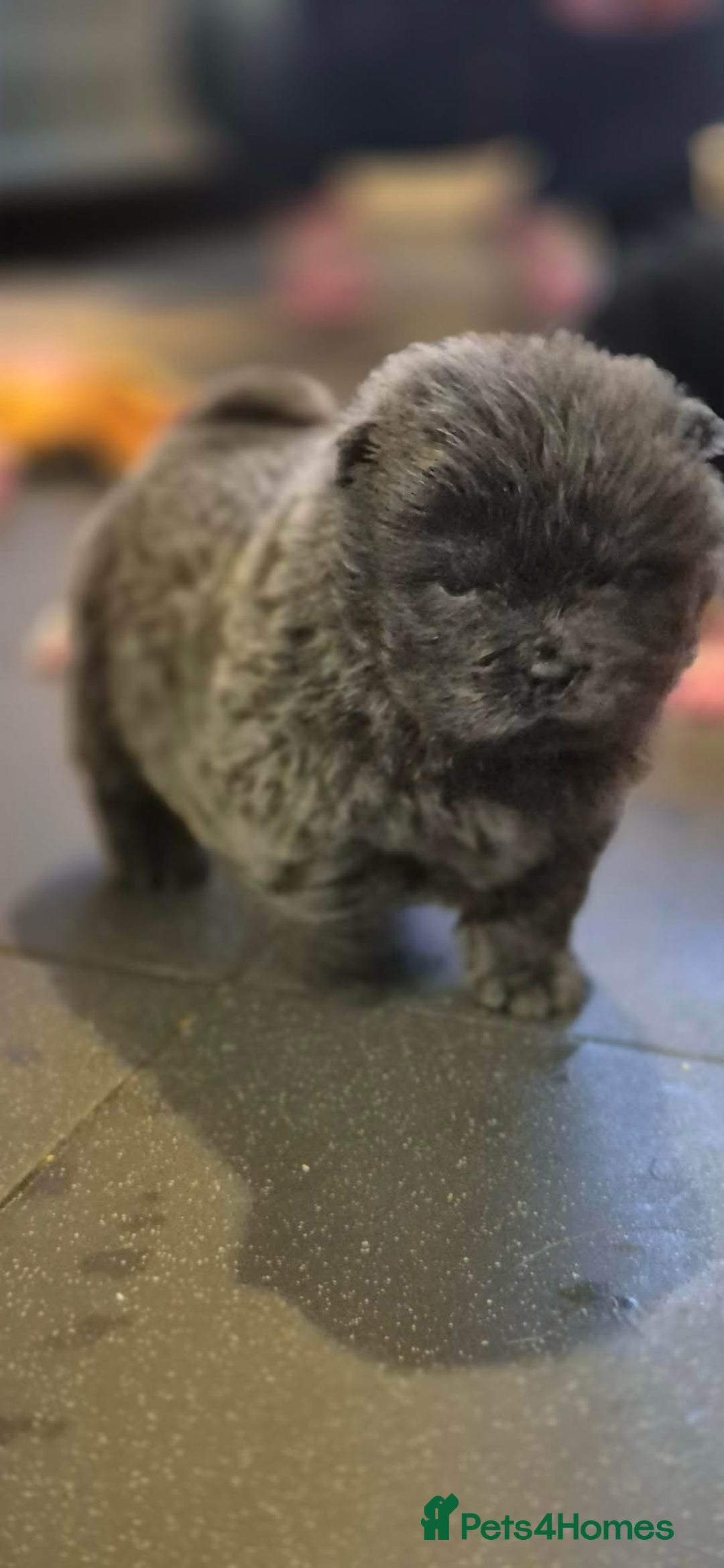 Chow Chow dogs for sale: Kc reg chow chow pups - Advert 3