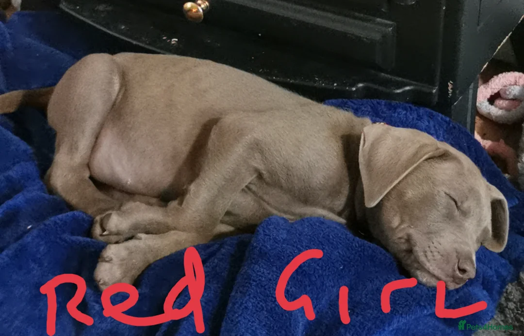 Cane Corso dogs for sale: Cane corso puppies - Advert 5