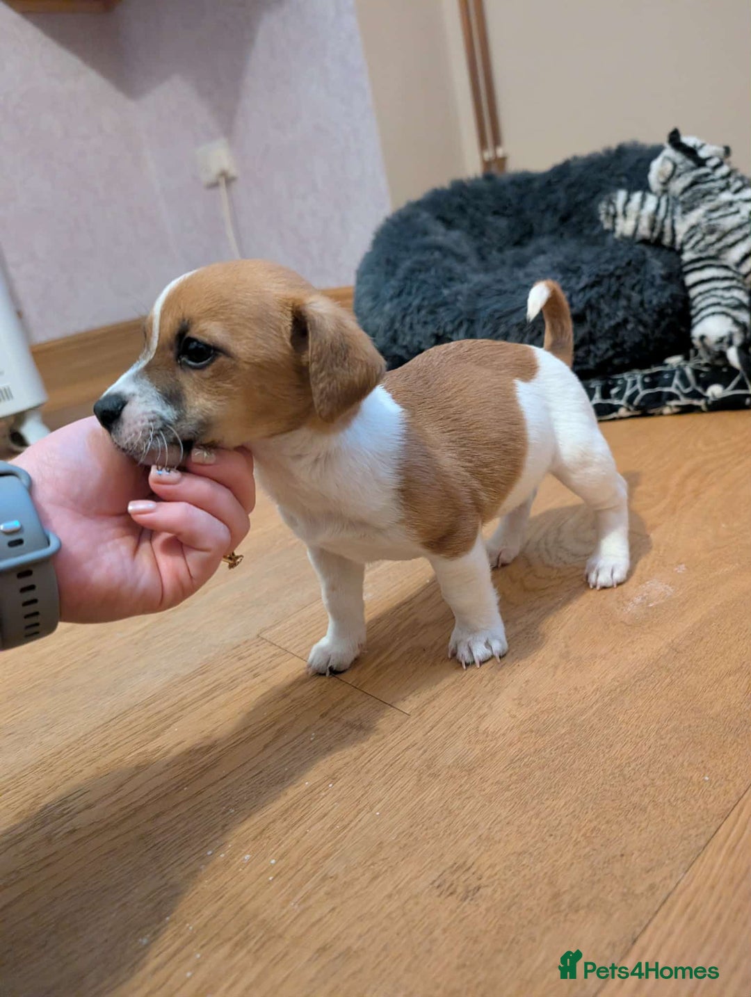 Jack Russell dogs for sale: Jack Russell pups  - Advert 5