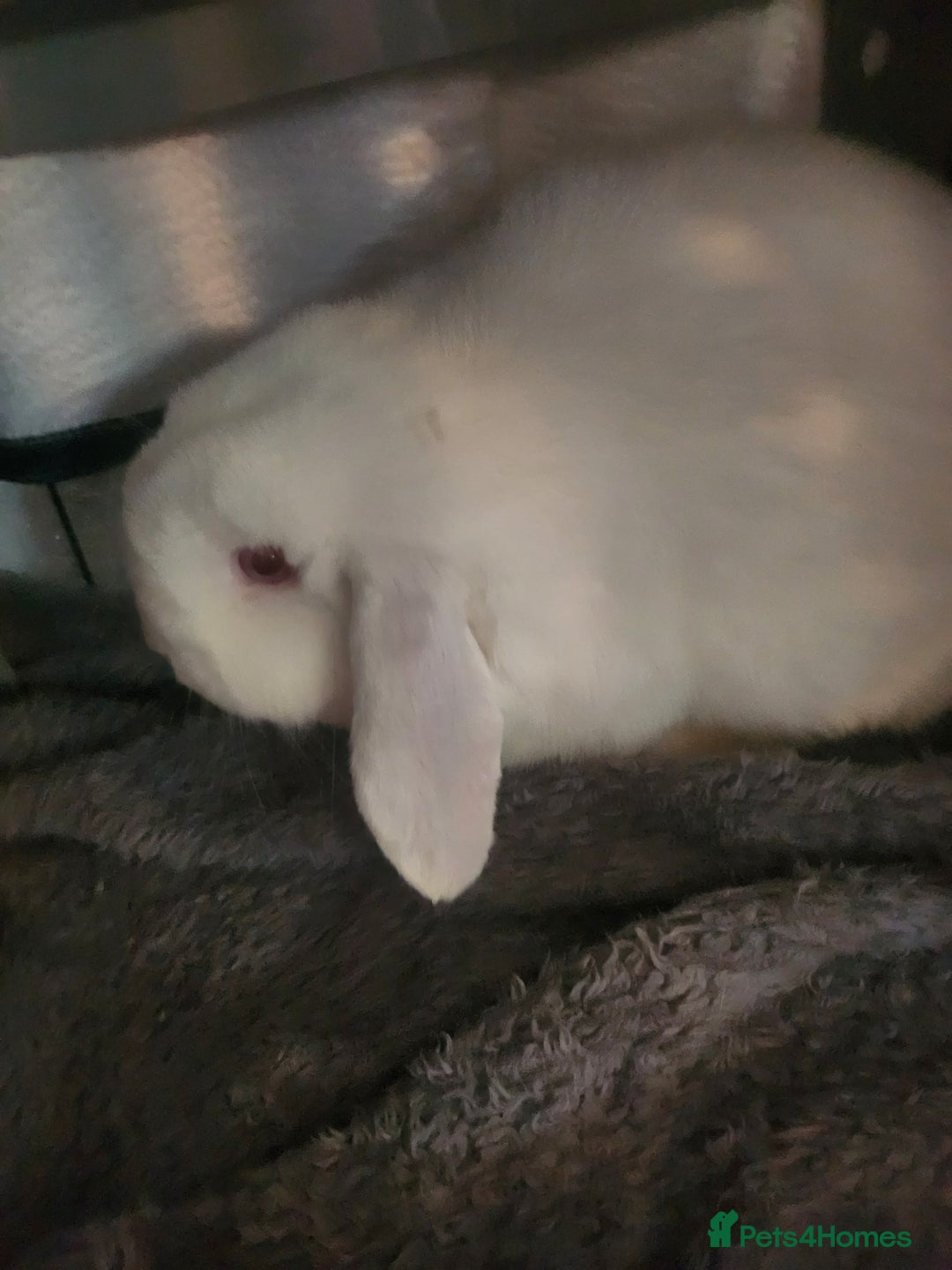 English Lop rabbits for sale: Mini lop - Image 3