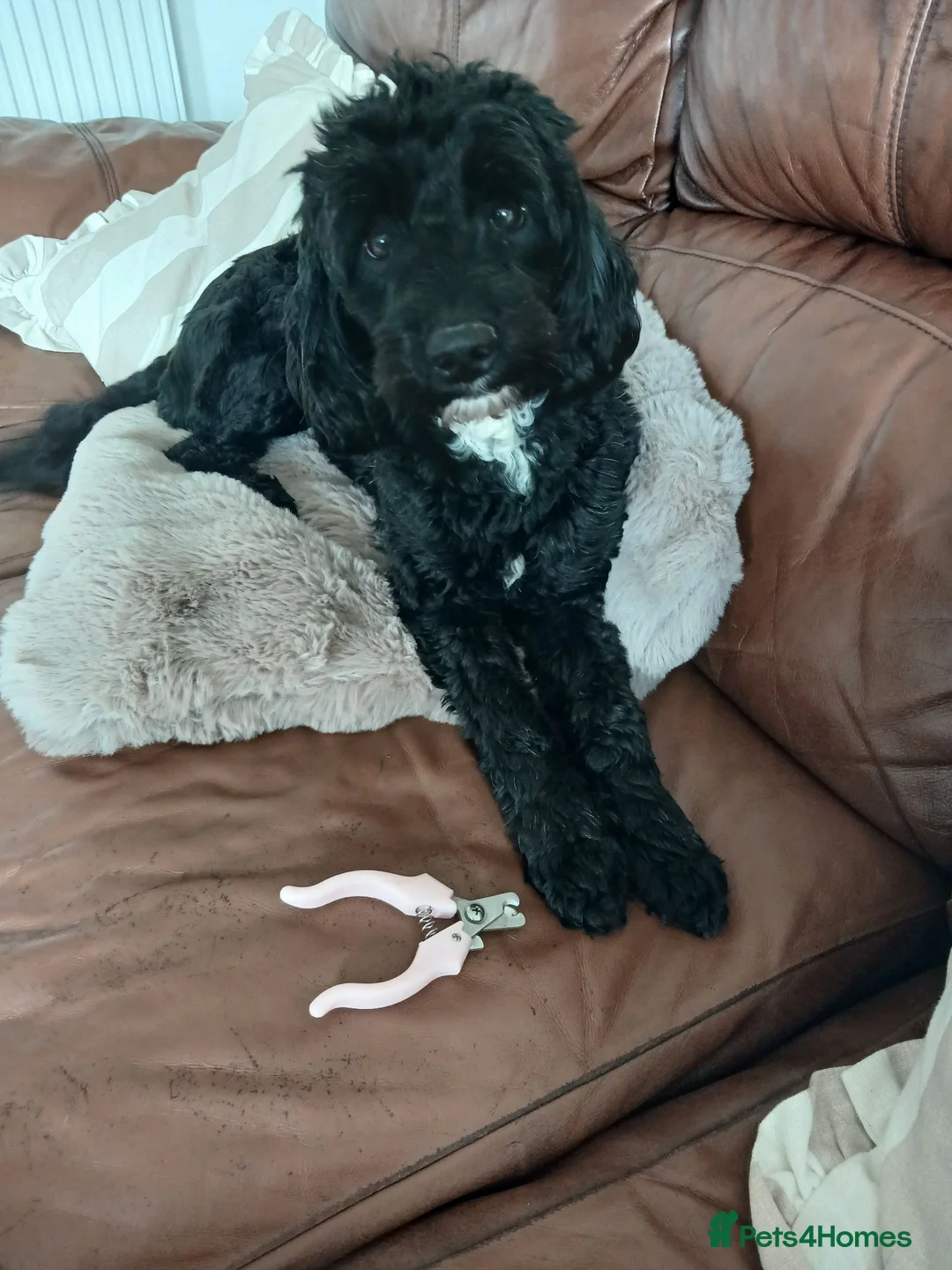 Sproodle dogs for sale: Beautiful F1B Sproodles!  in Doncaster - Advert 2