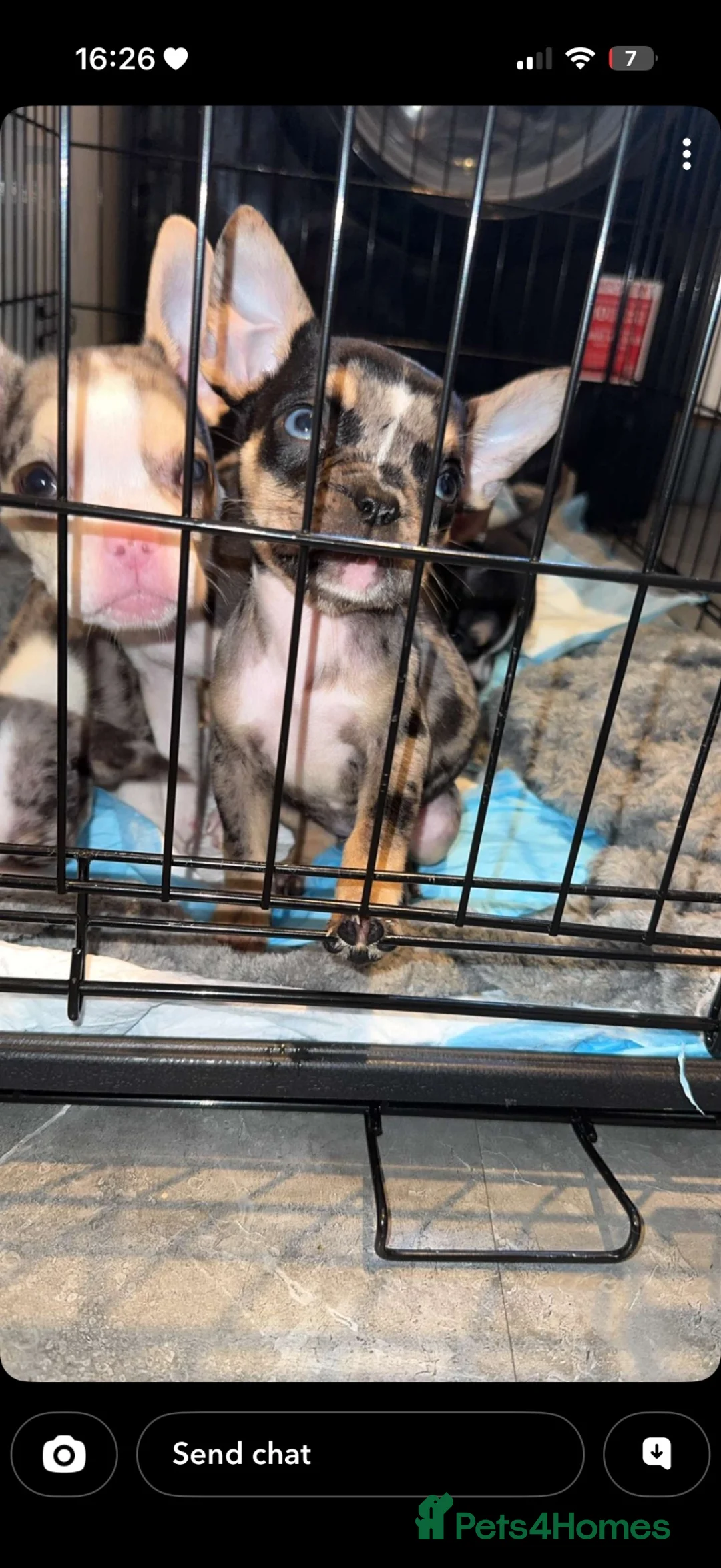 Mixed Breed dogs for sale: French bulldog cross  - Advert 2