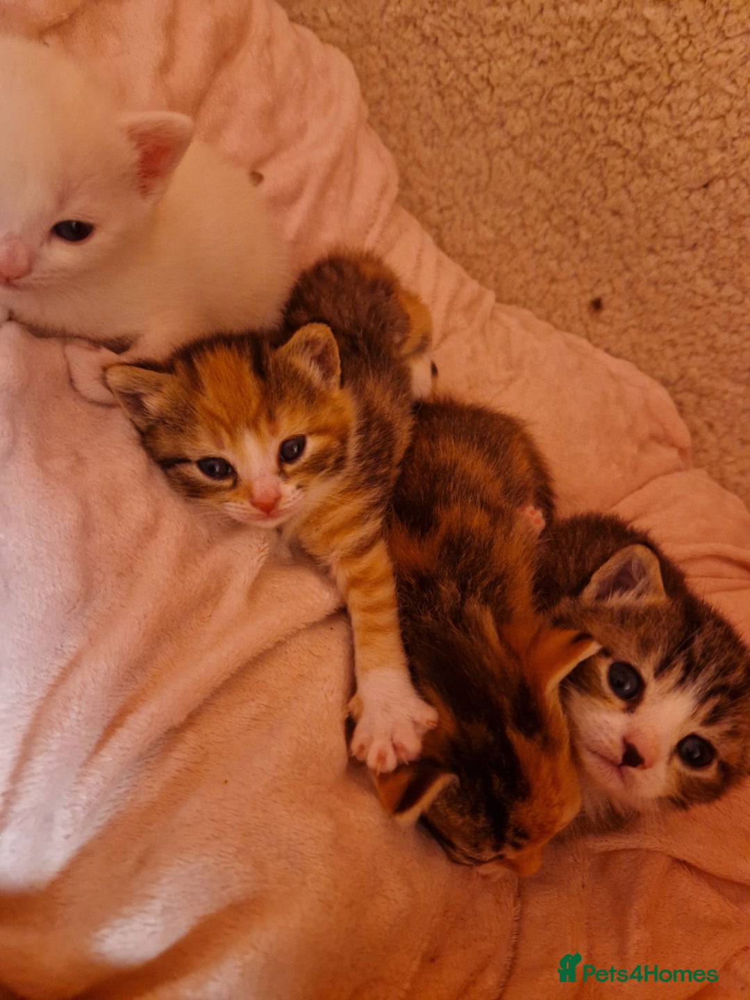 Mixed Breed cats for sale: ⭐️⭐️⭐️Siberian cross ⭐️⭐️⭐️ - Advert 3