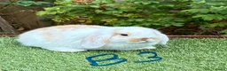 Mini Lop rabbits for sale: Pure bred mini lops .  - Advert 7