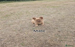Mixed Breed dogs for sale: Chocolate frenchie X Chow carrying pink  - Image 15