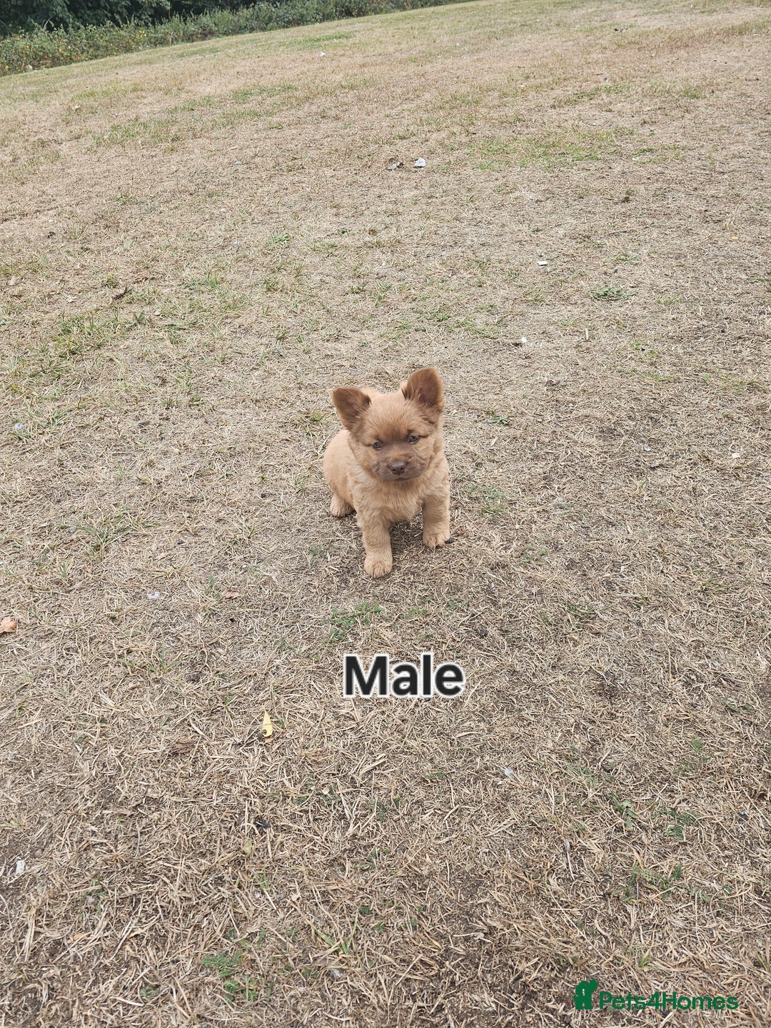 Mixed Breed dogs for sale: Chocolate frenchie X Chow carrying pink  - Image 15