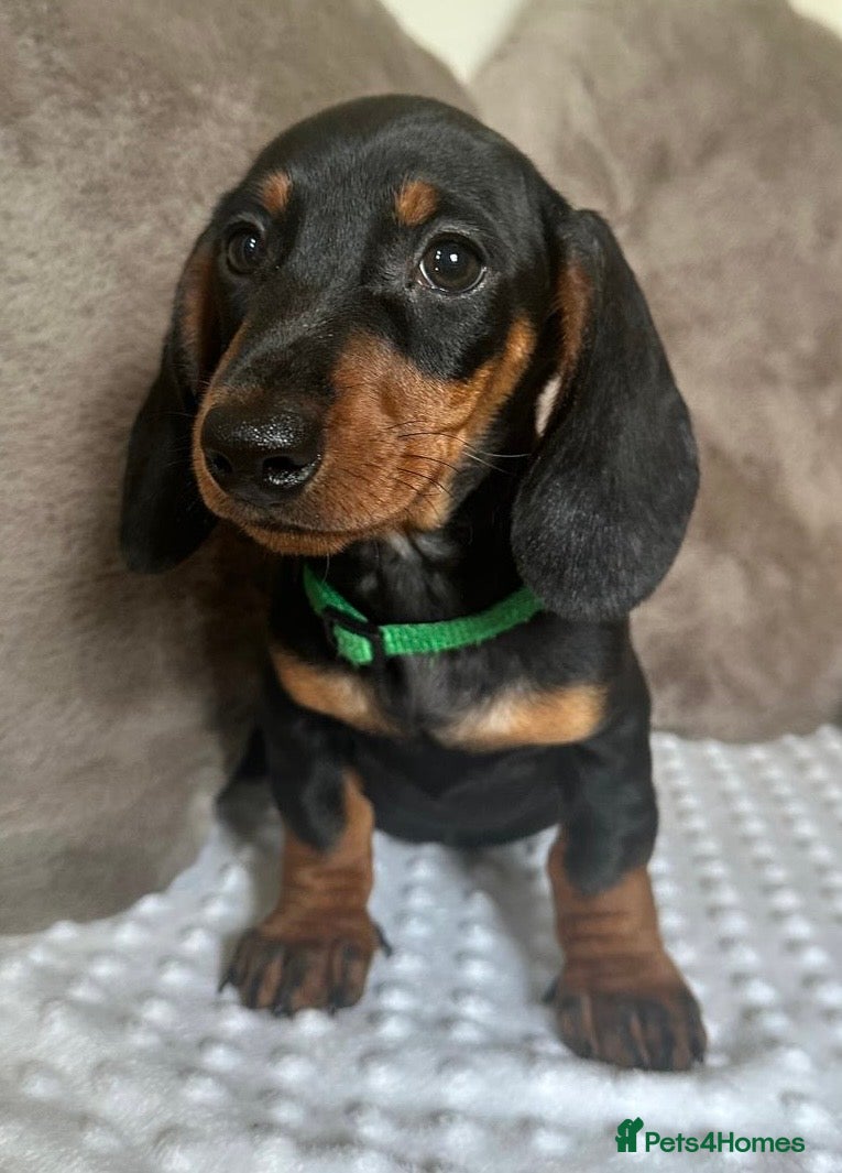 Miniature Dachshund dogs Reduced - KC Black & Tan Miniature Dachshunds - Advert 1