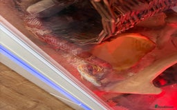 Corn Snake reptiles for sale: 4 year old corn snake  - Image 5