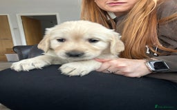Golden Retriever dogs for sale: Beautiful Golden Retriever Puppies  - Image 19