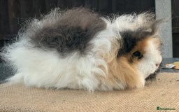 Guinea Pig rodents for sale: Swiss sows and boars  - Image 8