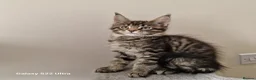 Maine Coon cats for sale: Licensed breeder-maine coon kittens - Advert 10