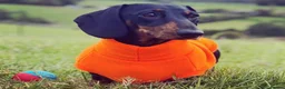 Miniature Dachshund dogs for stud: Kc reg IVDD screened pra clear mini smooth  in Newton Abbot - Advert 14
