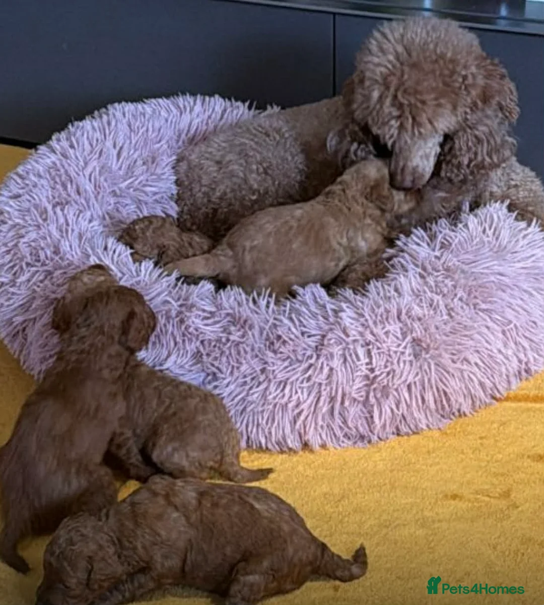 Miniature Poodle dogs for sale: Poodle Puppies  - Advert 3