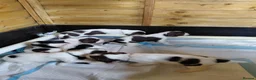 English Springer Spaniel dogs for sale: English springer spaniel pups in Sleaford - Advert 4