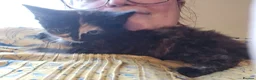 Mixed Breed cats for sale: KITTENS READY NOW - Advert 7