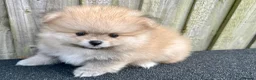 Pomeranian dogs for sale: Adorable, KC Registered Pomeranian Puppies in Colchester - Advert 37