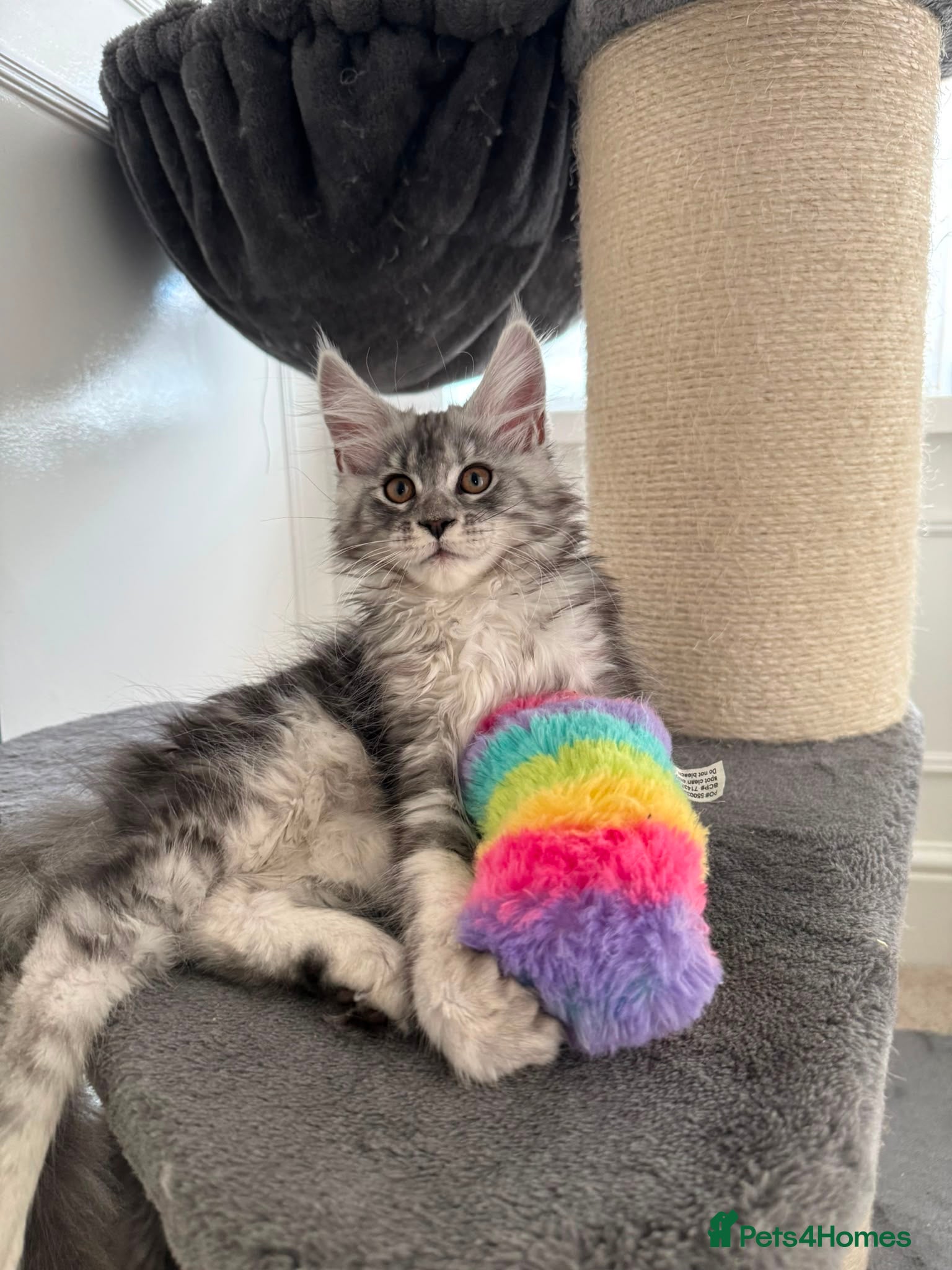 Maine Coon cats Tica registered Maine coons  - Advert 1