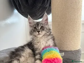 Maine Coon cats Tica registered Maine coons - Advert 6