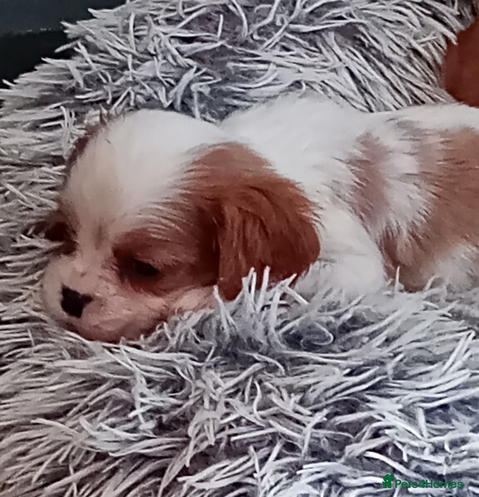 Cavalier King Charles Spaniel dogs KC health tested Cavalier king Charles spaniel,s - Advert 17
