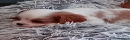 Cavalier King Charles Spaniel dogs for sale: KC health tested Cavalier king Charles spaniel,s - Advert 1