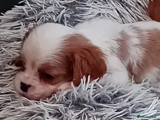Cavalier King Charles Spaniel dogs KC health tested Cavalier king Charles spaniel,s - Advert 17