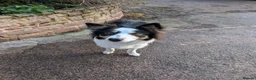 Mixed Breed dogs for sale: Beautiful SHOLLIES (ColliexGermanShep) Puppies in Crediton - Advert 5