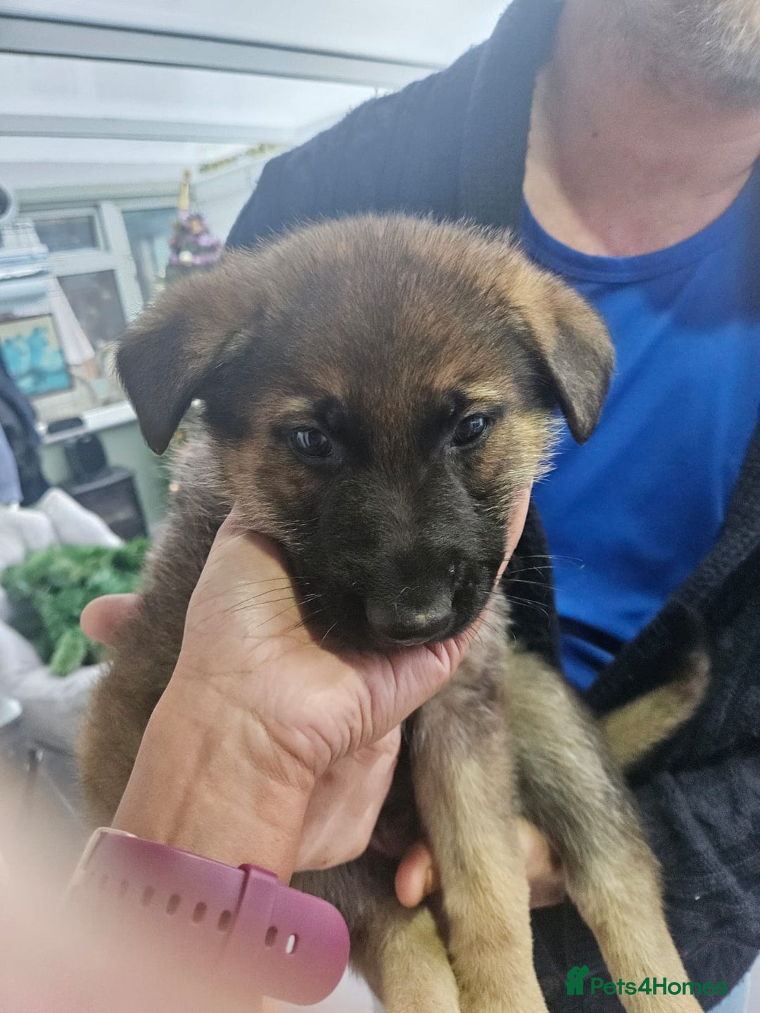 German Shepherd dogs for sale: 8 week German Shepherd puppy - Advert 8