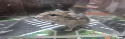 Hamster rodents for sale: Russian dwarf babies - Advert 6