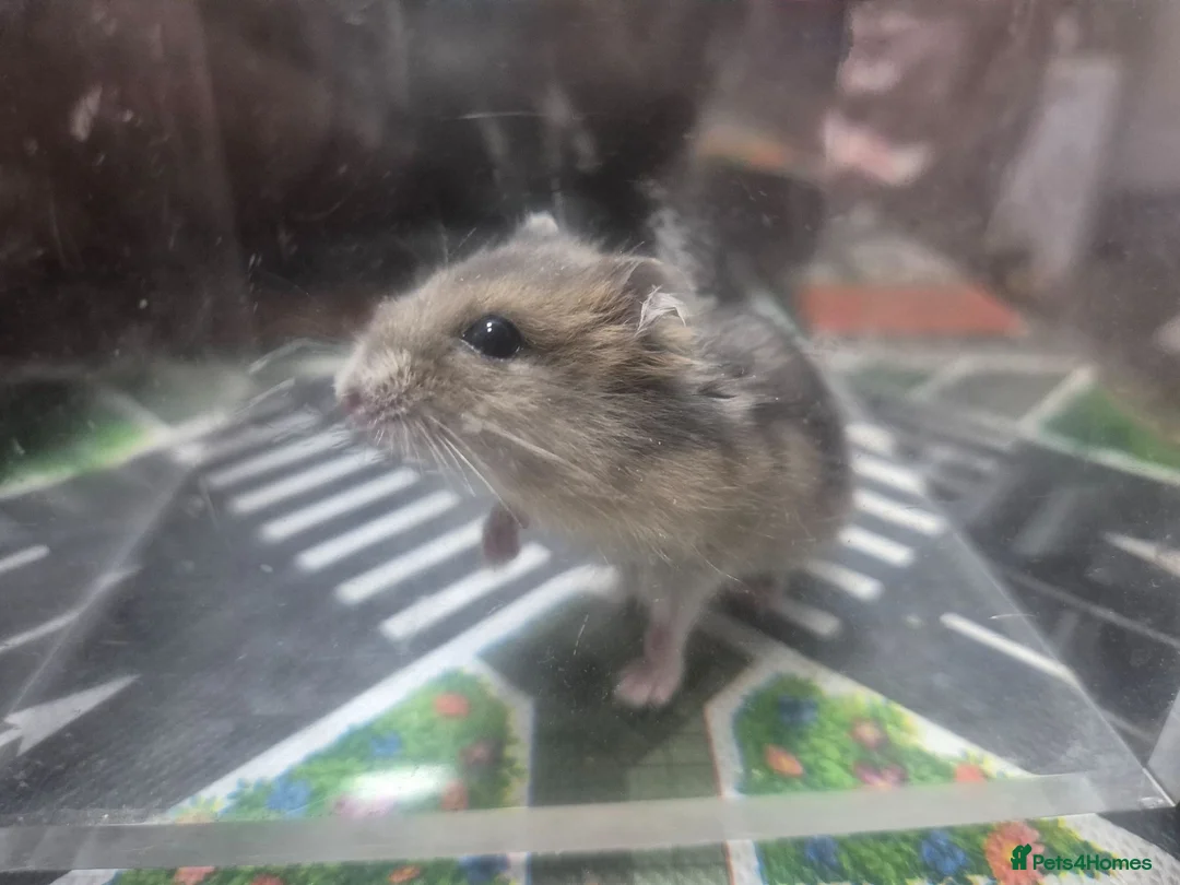 Hamster rodents for sale: Russian dwarf babies - Advert 6