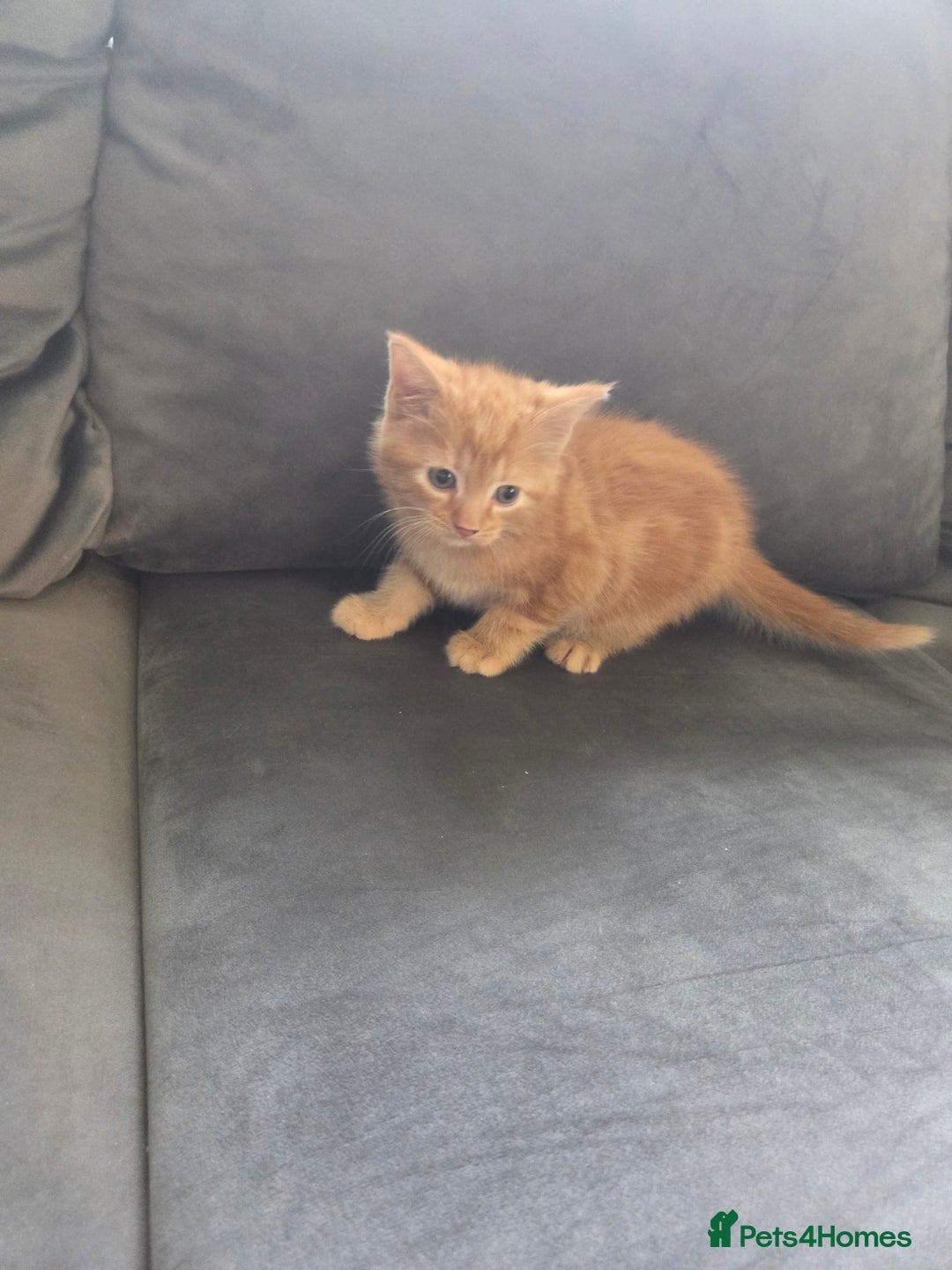 Mixed Breed cats for sale: 3 kittens ready for forever homes - Advert 3