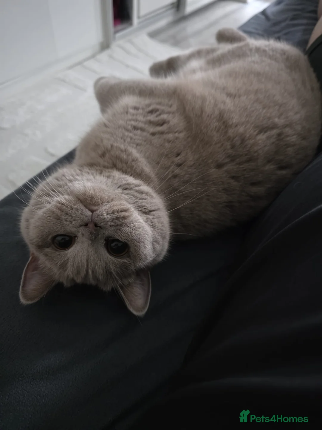 British Shorthair cats for sale: British shorthair female for sale  - Advert 4