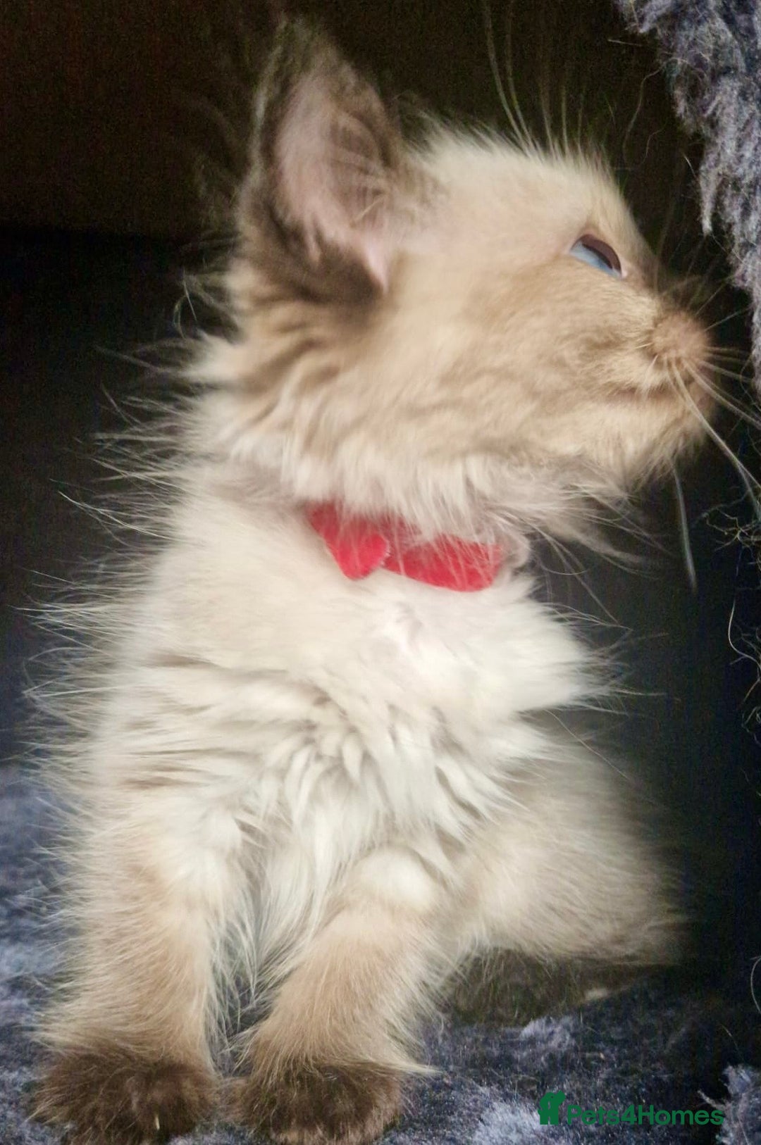 Ragdoll cats for sale:  FIFe Registered Ragdoll Kittens Champion Line - Image 25