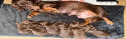 Miniature Dachshund dogs for sale: Miniature dachshund long haired  - Advert 13