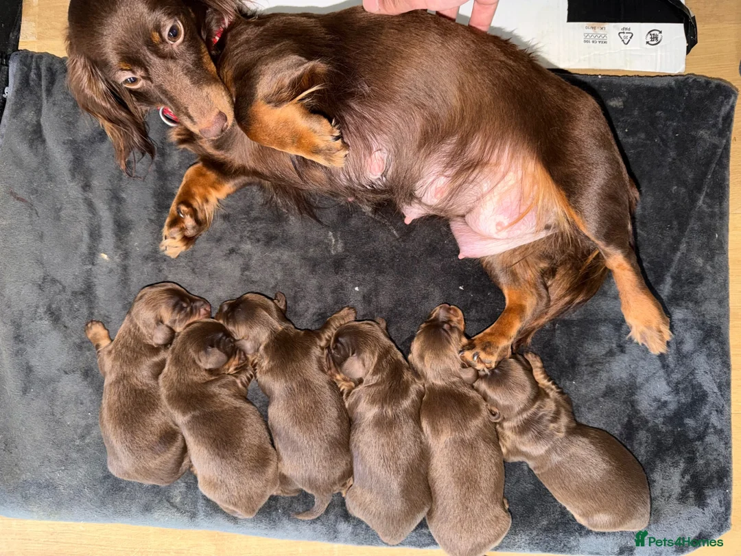 Miniature Dachshund dogs for sale: Miniature dachshund long haired  - Advert 13