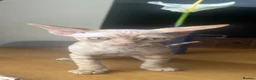 Devon Rex cats for sale:  Pedigree Devon Rex Kittens. Pet Homes Only  - Advert 6