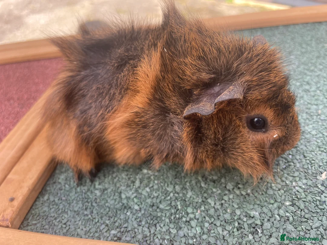 Guinea Pig rodents for sale: Baby guinea pigs for sale - Advert 2