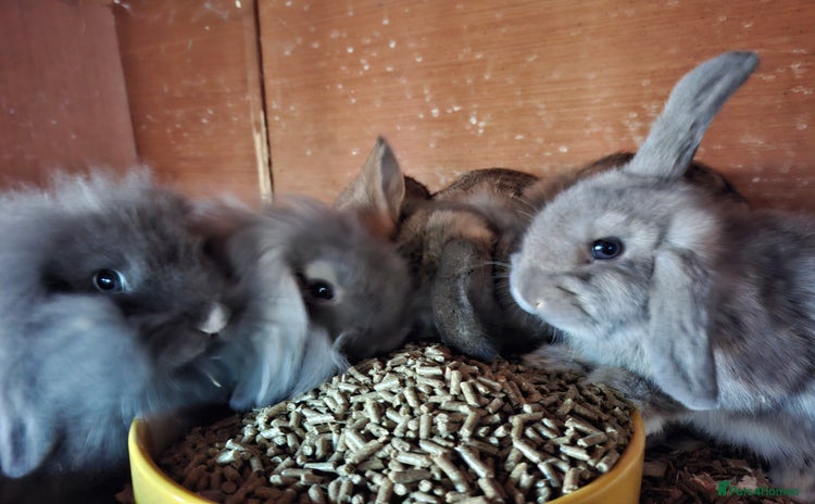 Mixed Breed rabbits - Advert 1