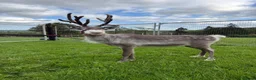 Mixed Breed livestock for sale: Reindeer for sale  - Advert 4