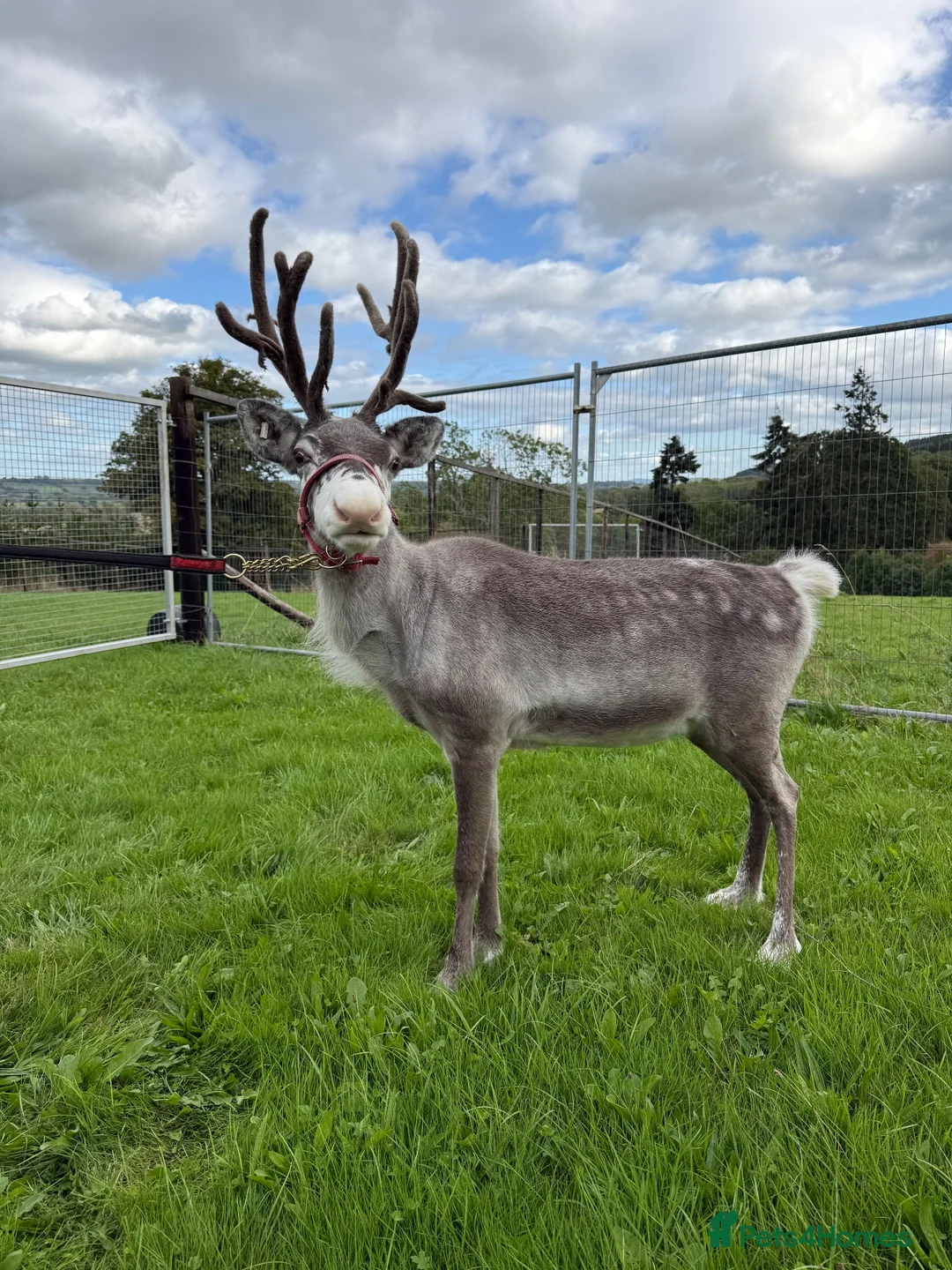 Mixed Breed livestock for sale: Reindeer for sale  - Advert 4