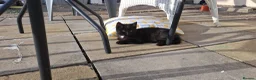 Mixed Breed cats for sale: Three tuxedo brothers in Clevedon - Advert 3