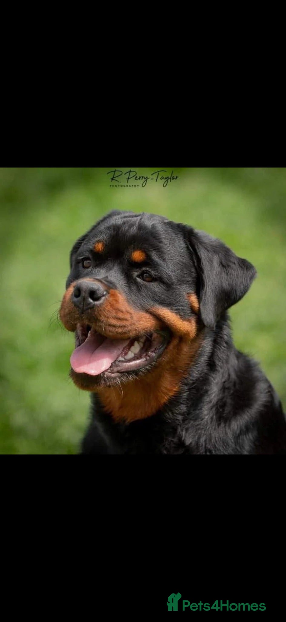 Rottweiler dogs Outstanding pure bread  Rottwilwer - Advert 2
