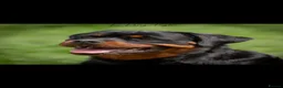 Rottweiler dogs for sale: Outstanding pure  Rottwilwer - Advert 3